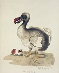 Studie eines Dodos und eines Meerschweinchens, 1847
